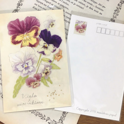 植物図鑑のポストカード　3種類セット 3枚目の画像