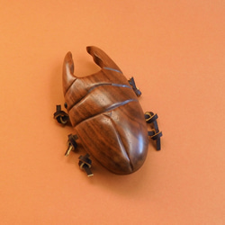 雄鹿甲蟲 第3張的照片