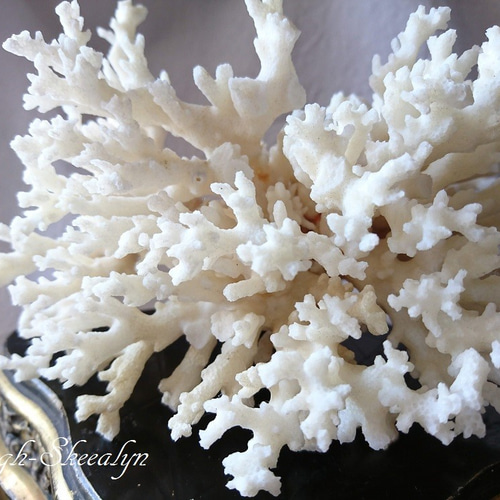 白珊瑚／白サンゴ／ホワイトコーラル原木・インテリア雑貨・化石