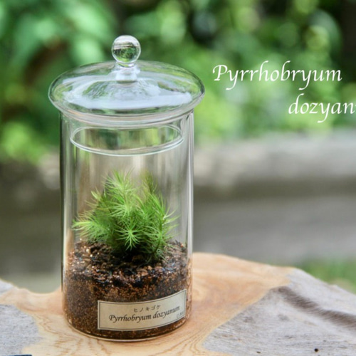 苔の箱庭 CanisterL – 苔むすび