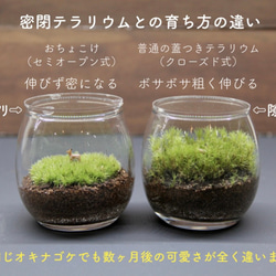 おちょこけ_ハイキング（1人or2人）【苔テラリウム（コケリウム・苔リウム）】 3枚目の画像