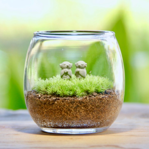 HM双子地蔵_おちょこけ《苔テラリウム・コケリウム》 テラリウム 苔