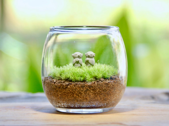 HM双子地蔵_おちょこけ《苔テラリウム・コケリウム》 テラリウム 苔