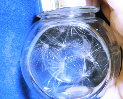 幸せを呼び込むかもしれないケセランパサラン ☆幸せを呼ぶケサランパサラン【ケセランパサラン】 3.5〜4cm