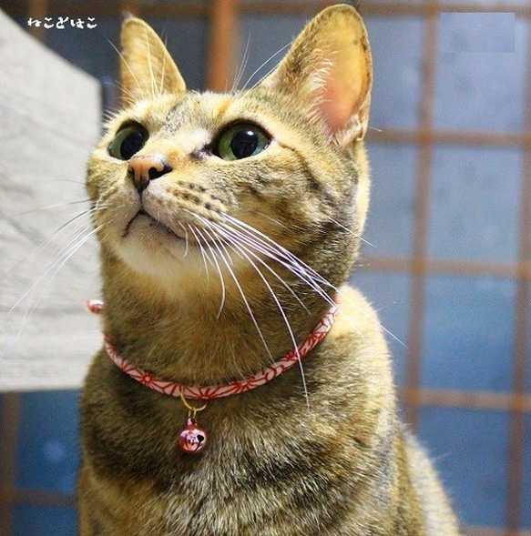 シュシュ首輪(野いちご柄) No．85-580 シュシュ首輪(野いちご柄