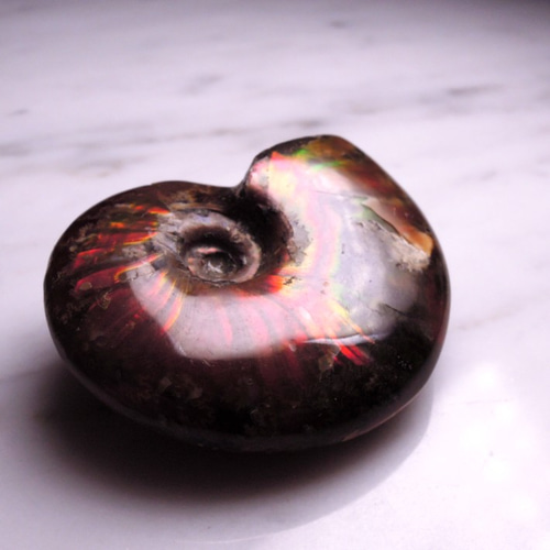 【美品】マダガスカル産アンモナイト 化石 D144-L〕Lマダガスカル産 アンモナイト 化石 Ammonite 1点