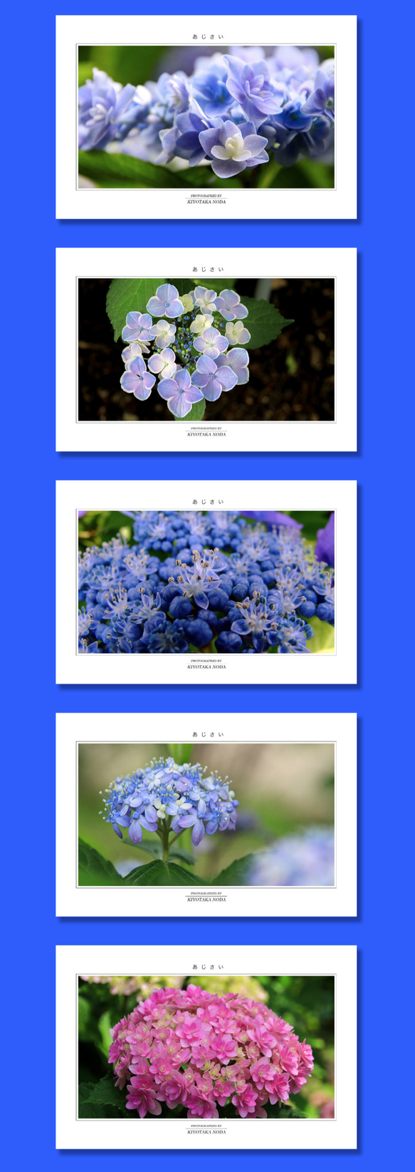 「アジサイ」ポストカード5枚組 2枚目の画像