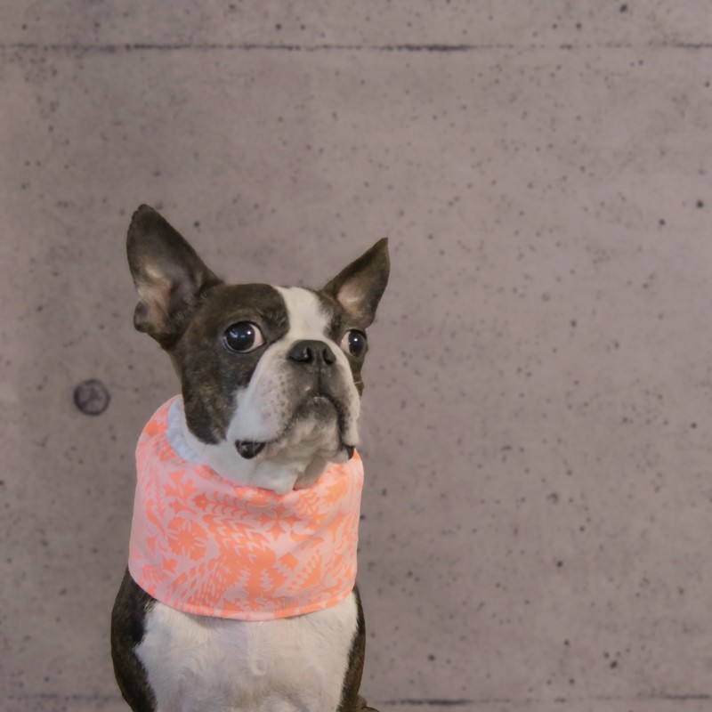 クールスヌード  SEK認証ー抗菌防臭加工　オレンジ シャングリラ柄《保冷剤を入れるタイプ》　クールネック