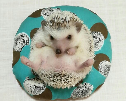 ハリネズミ寝袋　スター ハリネズミ寝袋スター