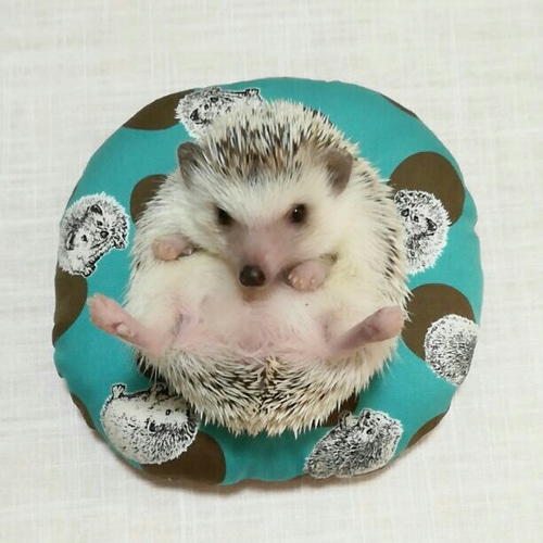 ハリネズミおすわりクッション☆ハリドット×スター柄☆全3色 おもちゃ  