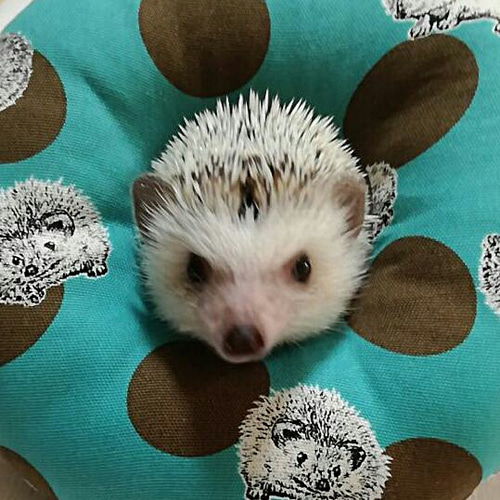 ハリネズミおすわりクッション☆ハリドット×スター柄☆全3色 おもちゃ  