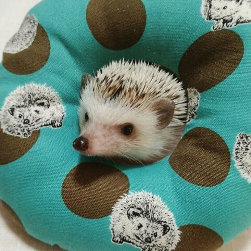 ハリネズミおすわりクッション☆ハリドット×スター柄☆全3色 おもちゃ  