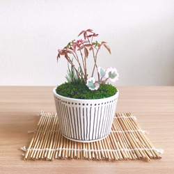 「ハゼ」と「ユキノシタ」の盆栽 1枚目の画像