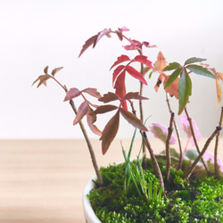 「ハゼ」と「ユキノシタ」の盆栽 4枚目の画像