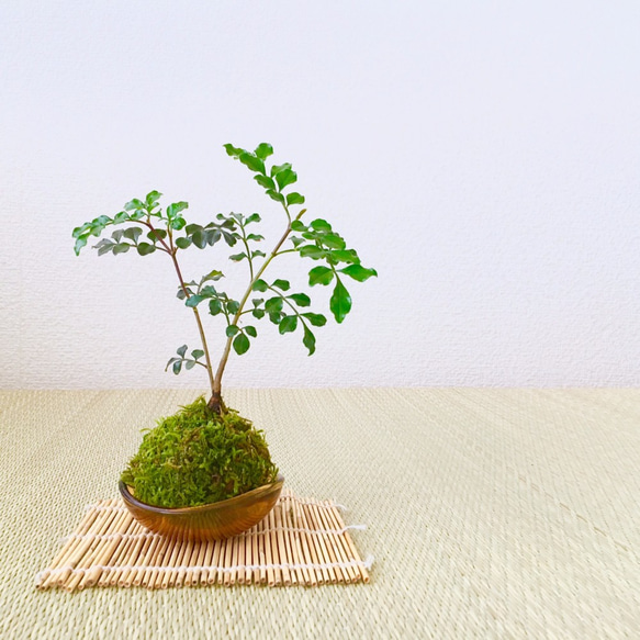 「シマトネリコ」の盆栽 1枚目の画像