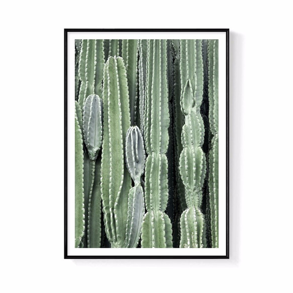 パイナップル絵画セレクション – 多肉植物の群生 小さな新緑 II 42x60cm (A2) 北欧/写真/装飾画/複製画/絵画 1枚目の画像