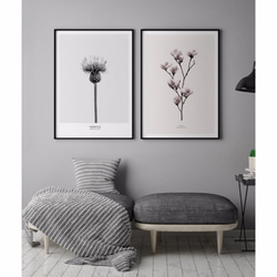 菠蘿選畫所 – 綻放 • 木蘭花 50x70cm北歐/插畫/攝影/客廳掛畫/複製畫 第4張的照片