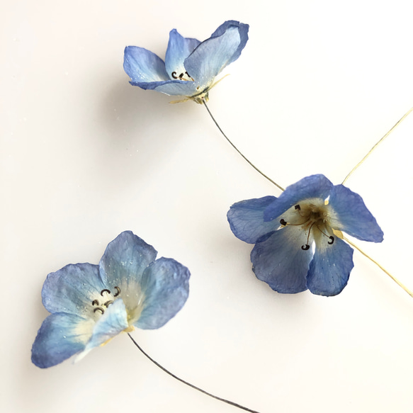 ねもふぃら購入ページ ネモフィラ 苗 Zシリーズ ピンク シルバーリーフ 3.5号 春の花