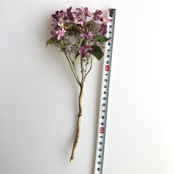 紫陽花のドライフラワー（マゼンタ） 4枚目の画像