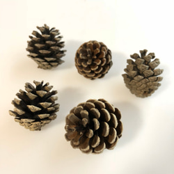 まつぼっくり 原寸大まつぼっくりB2ポスター | otanemochi