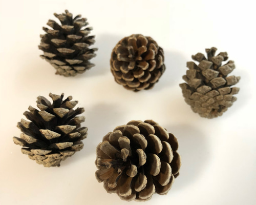 松ぼっくり 松ぼっくり5個セット その他素材 hithit26 通販 6504399｜Creema(クリーマ)