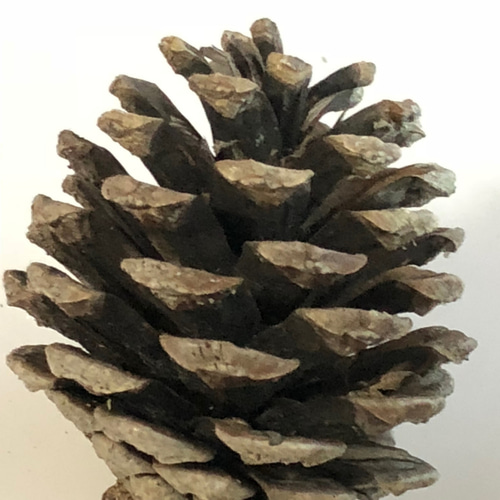 松ぼっくりです。 松ぼっくり/松かさ Sサイズ:約3〜5cm 50個 1セット 自然色（純