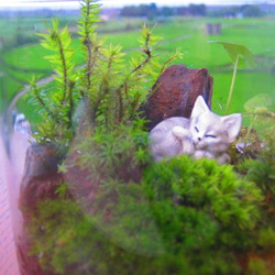 苔テラリウム　~癒しの森へのいざない*子猫の昼寝~ 1枚目の画像