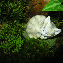 苔テラリウム　~癒しの森へのいざない*子猫の昼寝~ 3枚目の画像