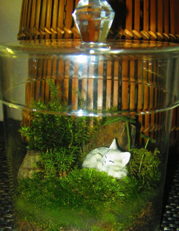 苔テラリウム　~癒しの森へのいざない*子猫の昼寝~ 5枚目の画像