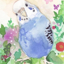 ポストカード鳥 セキセイインコ・オカメインコ・5枚セット ポスト