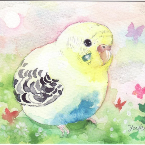 イラスト 原画 ポストカード 短く 絵 【セキセイインコ】338