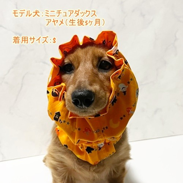 スヌード ハロウィンきのこ柄 【オレンジ】 たれ耳わんこ  ドッグウェア 犬服 小型犬　ハロウィン コスプレ 5枚目の画像