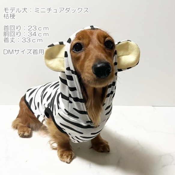 パーカーホワイトタイガー  【SS~M・ﾀﾞｯｸｽｻｲｽﾞ】犬服 ﾄﾞｯｸﾞｳｪｱ 虎 トラ 年賀状 8枚目の画像