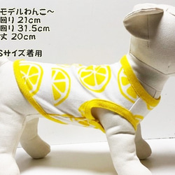 タンクトップ オレンジ柄 【黄色】  Dog 犬服  ドッグウェア 小型犬 春夏 8枚目の画像