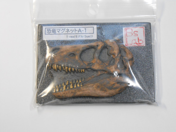 陶製恐竜マグネット・T-rex（モデル：Sue）茶色 4枚目の画像