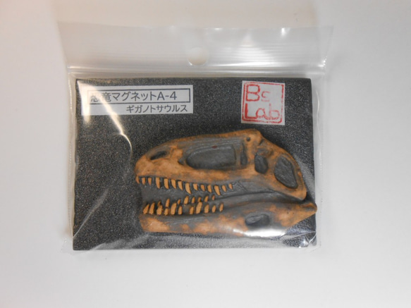 陶製恐竜マグネット・ギガノトサウルス　茶色 4枚目の画像