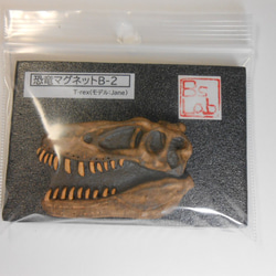 陶製恐竜マグネット・T-rex（モデル：Jane）茶色 4枚目の画像