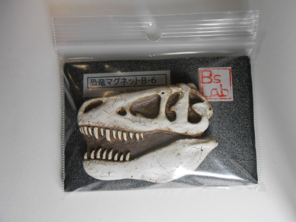 陶製恐竜マグネット・T-rex（モデル:AMNH-5027）白色 4枚目の画像