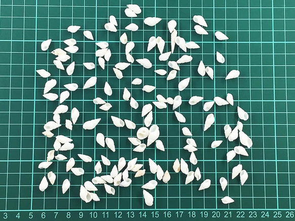 送料無料　シェルパーツ　100個　巻貝　貝殻　チャーム　レジン　シェル　アクセサリー　パーツ　(AP0860) 5枚目の画像