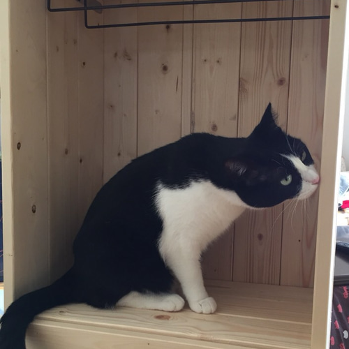 ペット用クローゼット ver.3 ペット服・アクセサリー Takaaki 通販