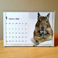 2022年 デグー カレンダー ハガキサイズ　ケース付 DEGU 1枚目の画像