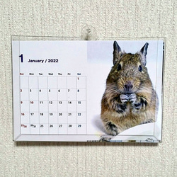 2022年 デグー カレンダー ハガキサイズ　ケース付 DEGU 2枚目の画像