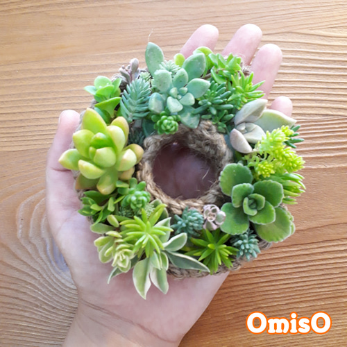 受注製作☆多肉植物 10㎝麻ひもリース土台 リース アトリエ OmisO 通販