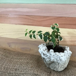 2個セット☆軽石鉢ハンドメイド♪ ☆軽石鉢のみ☆ その他インテリア