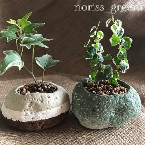観葉植物付き♪軽石鉢handmade♪ ☆ピスタチオグリーン＆ホワイト