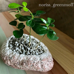 植木鉢　ハンドメイド　軽石　一点物 植木鉢 ハンドメイド 軽石 一点物