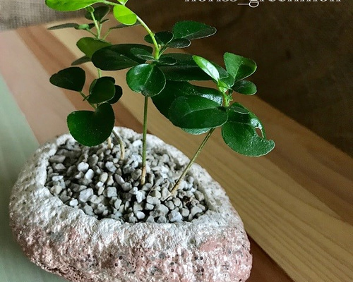 植木鉢　ハンドメイド　軽石　一点物 観葉植物付き♪軽石鉢handmade♪ ☆pinkラメ＆ホワイト☆ その他