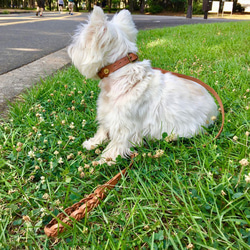 ブレイド首輪1.8cm/26~32cm　イタリアンレザー　ヌメ革 真鍮 皮膚の弱い犬に安心 3枚目の画像