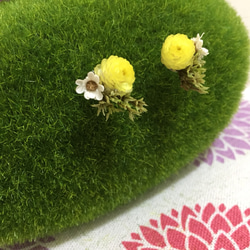 《小清新》|蠟菊、雪花和法國白梅 第3張的照片