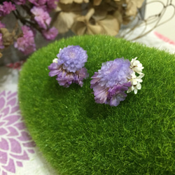 《紫色裙擺》|蠟菊、星辰花和法國白梅 （再次上架） 第2張的照片